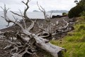 Lord Howe Island_20061211_001